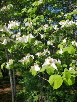 Cornus florida "Flowering Dogwood"  3 Gallon LG Native Plant